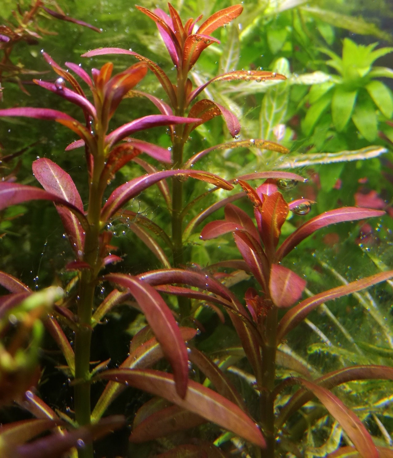 夕烧Rotala sp. ”sunset”水草饲养资料，图片