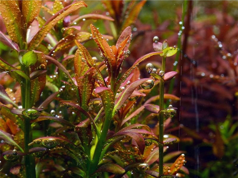 夕烧Rotala sp. ”sunset”水草饲养资料，图片