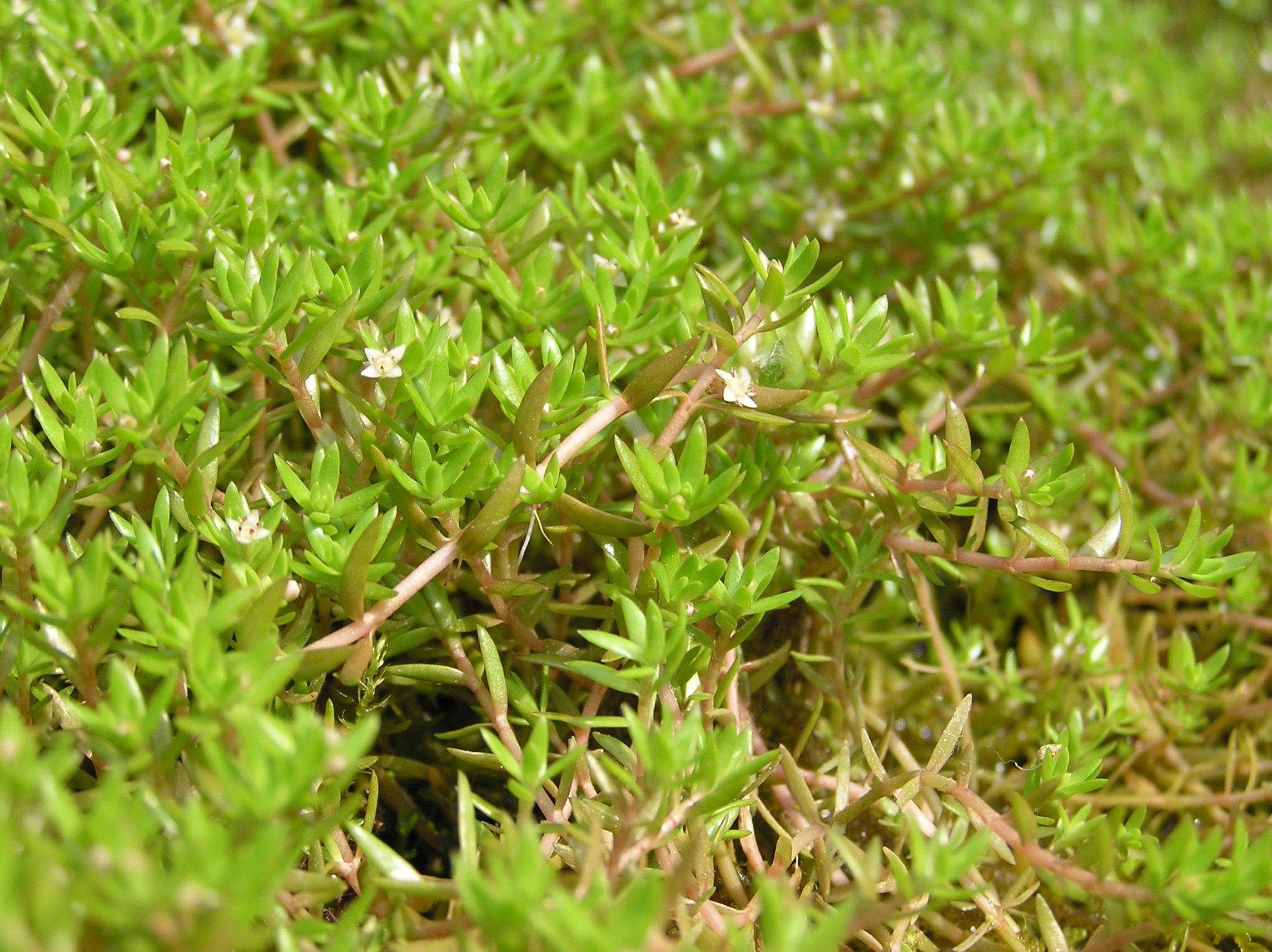 肉叶草Crassula helmsii水草饲养资料，图片