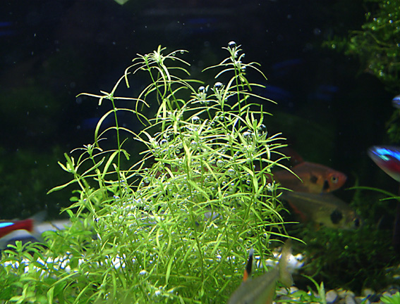 肉叶草Crassula helmsii水草饲养资料，图片