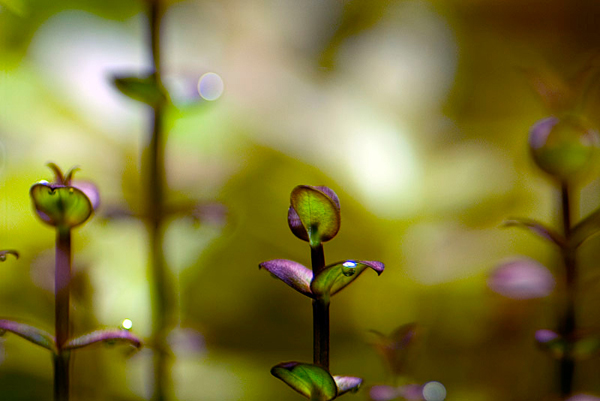 紫红圆叶Lindernia sp. “indian”水草图片、种植资料