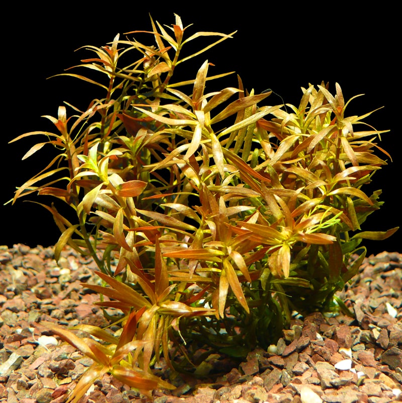 小红莓Ludwigia arcuata水草饲养资料，图片