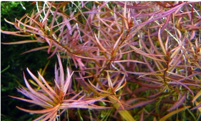 小红莓Ludwigia arcuata水草饲养资料，图片