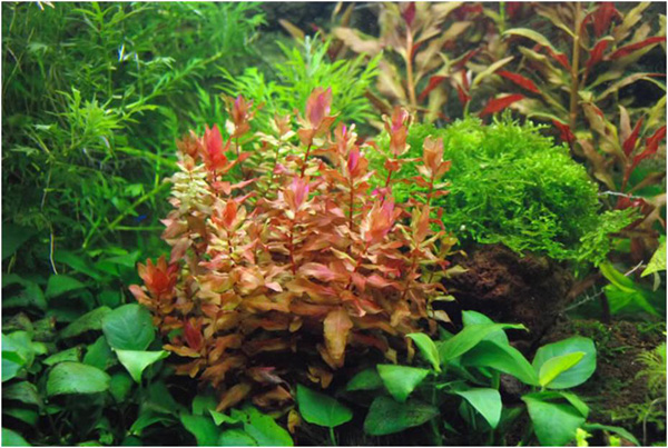 小圆叶Rotala rotundifolia水草图片、资料、栽培方法