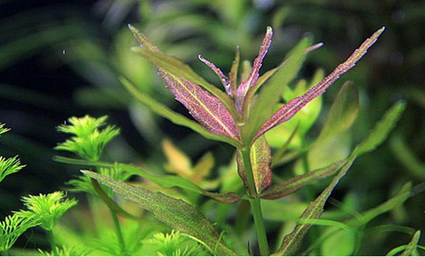 迷你三角叶Limnophila sp.”mini”水草生长习性、图片资料