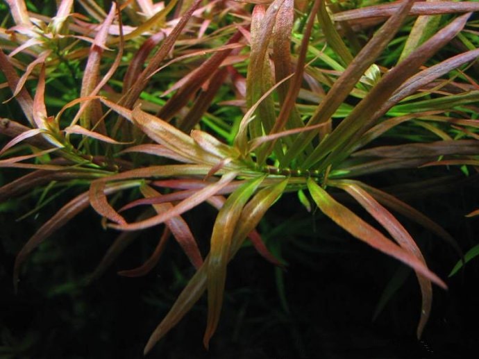 大红莓水草Ludwigia sp（大红梅）饲养资料，图片