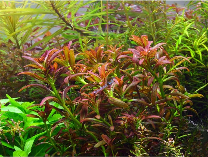 夕烧Rotala sp. ”sunset”水草饲养资料，图片