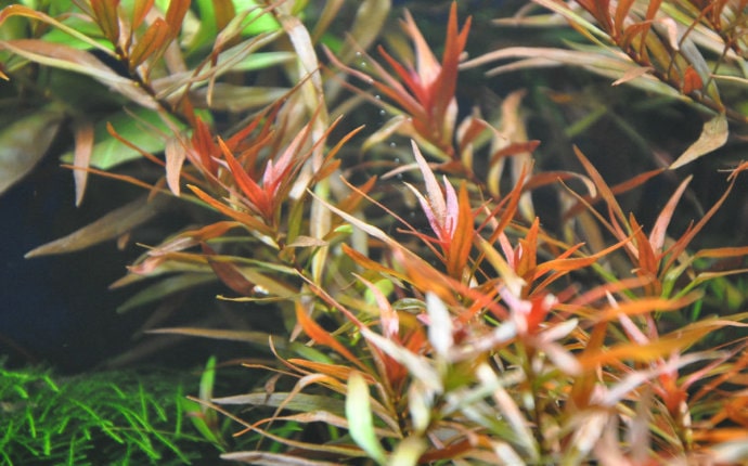 大红莓水草Ludwigia sp（大红梅）饲养资料，图片