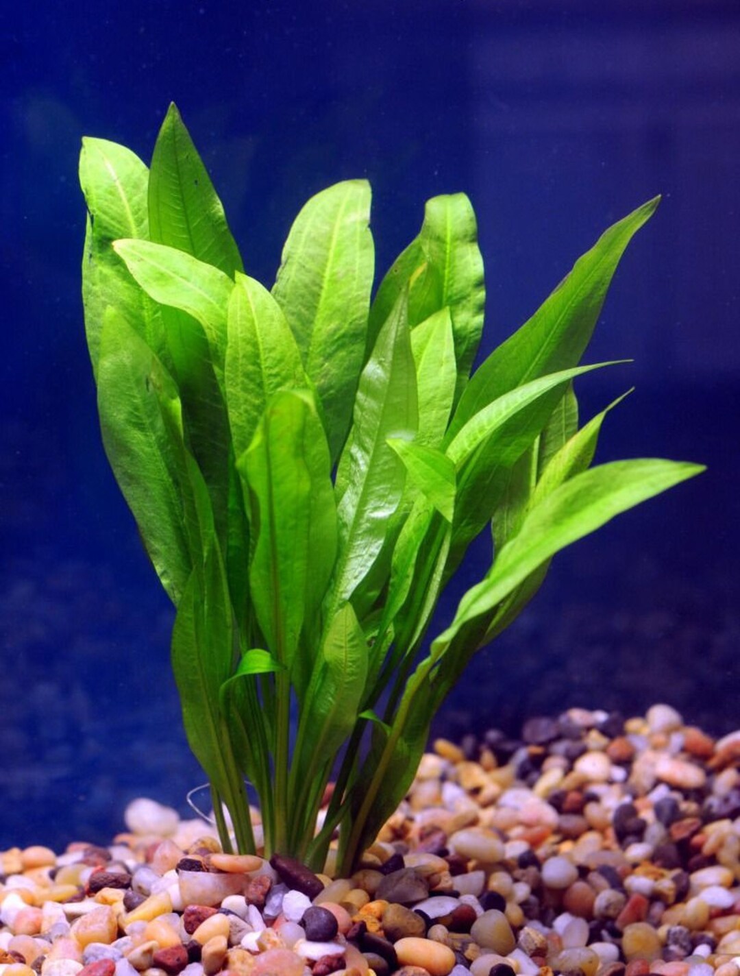 宽叶皇冠草 （Echinodorus bleheri）