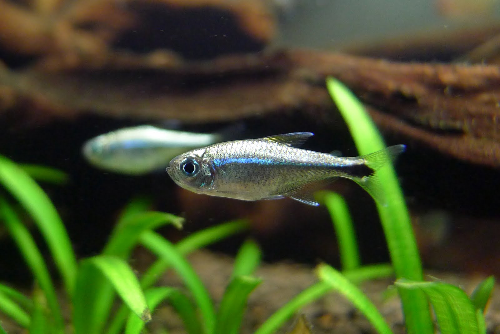 蓝线金灯 (Hyphessobrycon saizi)灯鱼饲养资料，图片