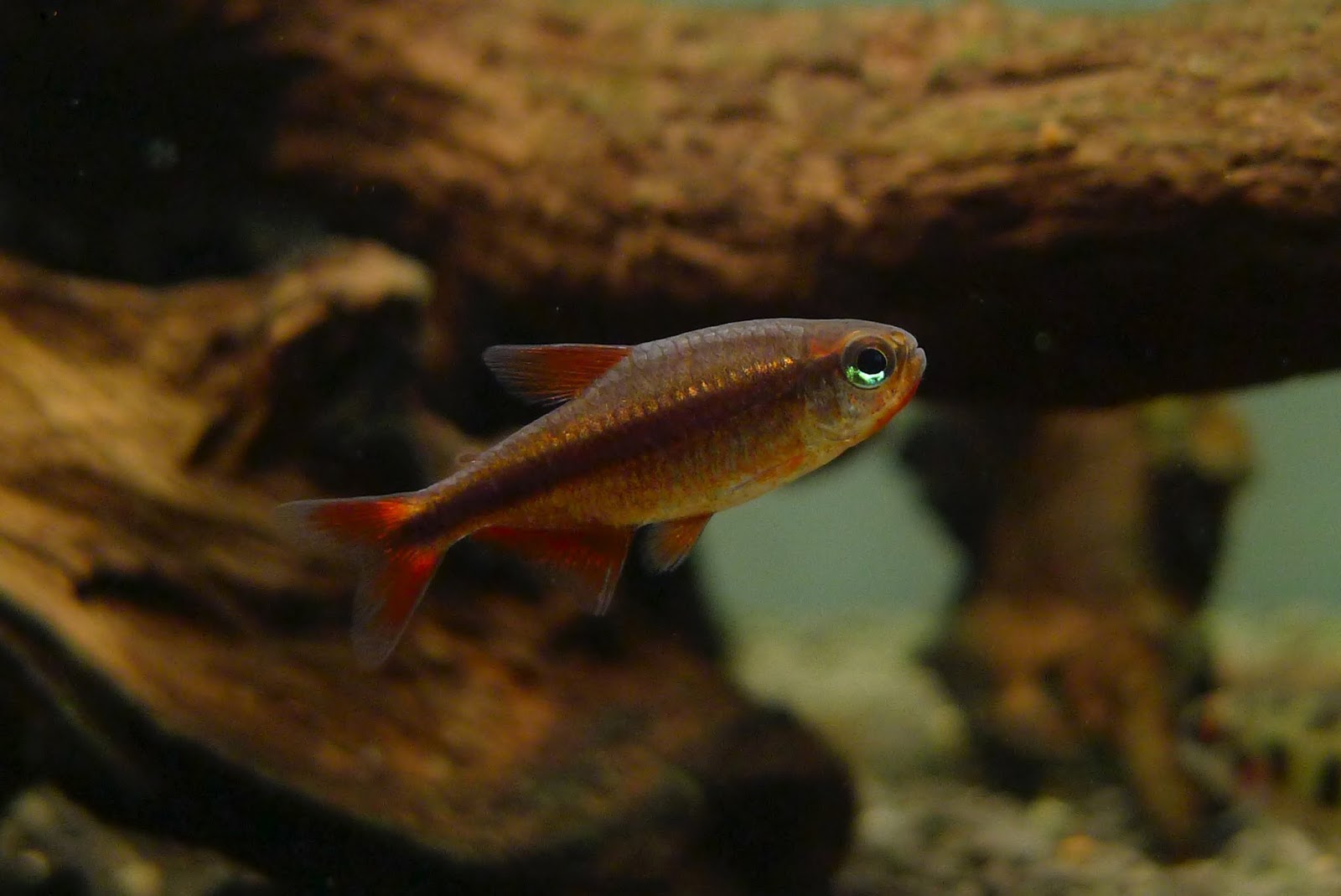 血红魔鬼灯 （Hyphessobrycon piranga）灯鱼饲养资料，图片