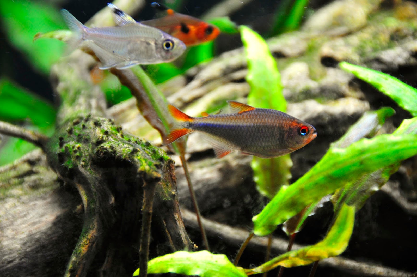 蓝钻红梅灯 （Hyphessobrycon wadai）灯鱼饲养资料，图片