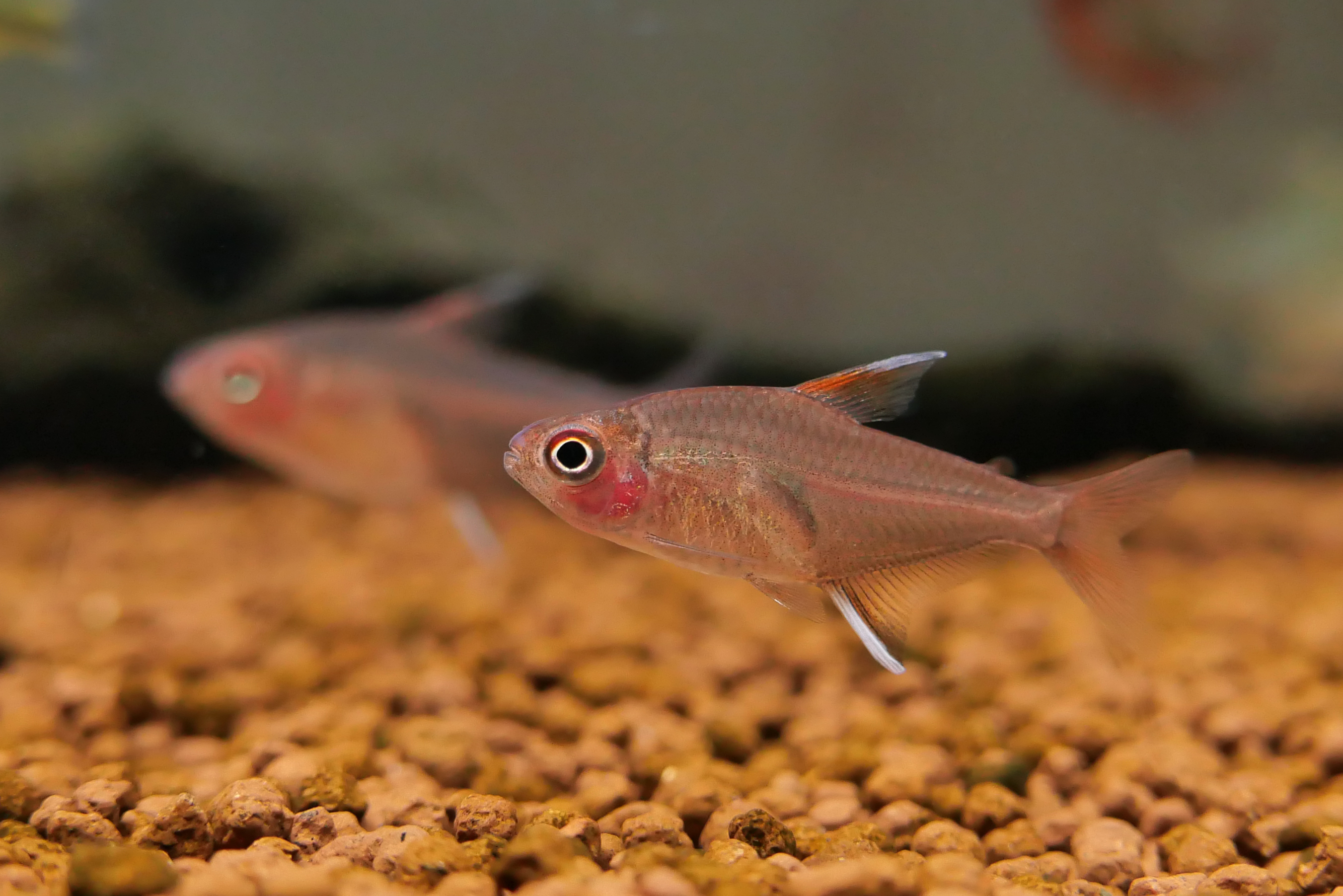 桃柠檬灯 （Hyphessobrycon pinnistriatus）灯鱼饲养资料，图片