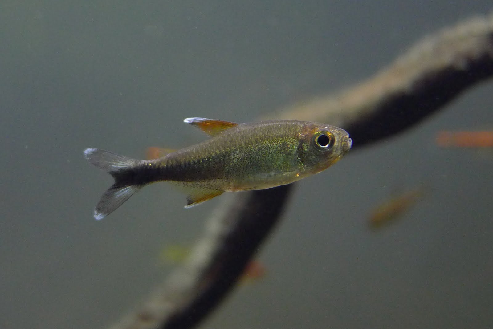 黑尾幽灵灯 （Hyphessobrycon clavatus）灯鱼饲养资料，图片