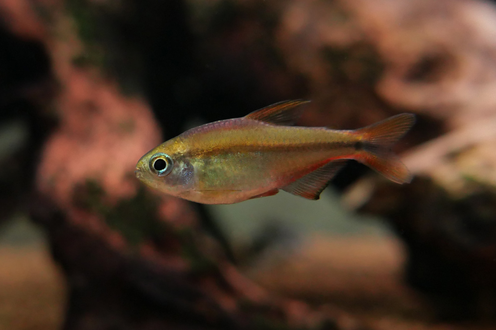 超级红魔鬼灯 （Hyphessobrycon notidanos ‘Red’ ）灯鱼饲养资料，图片