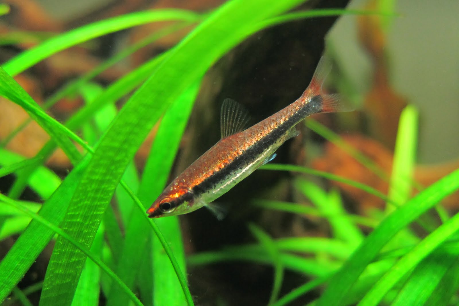 酒红铅笔灯 (Nannostomus beckfordi var. “super red”)灯鱼饲养资料，图片