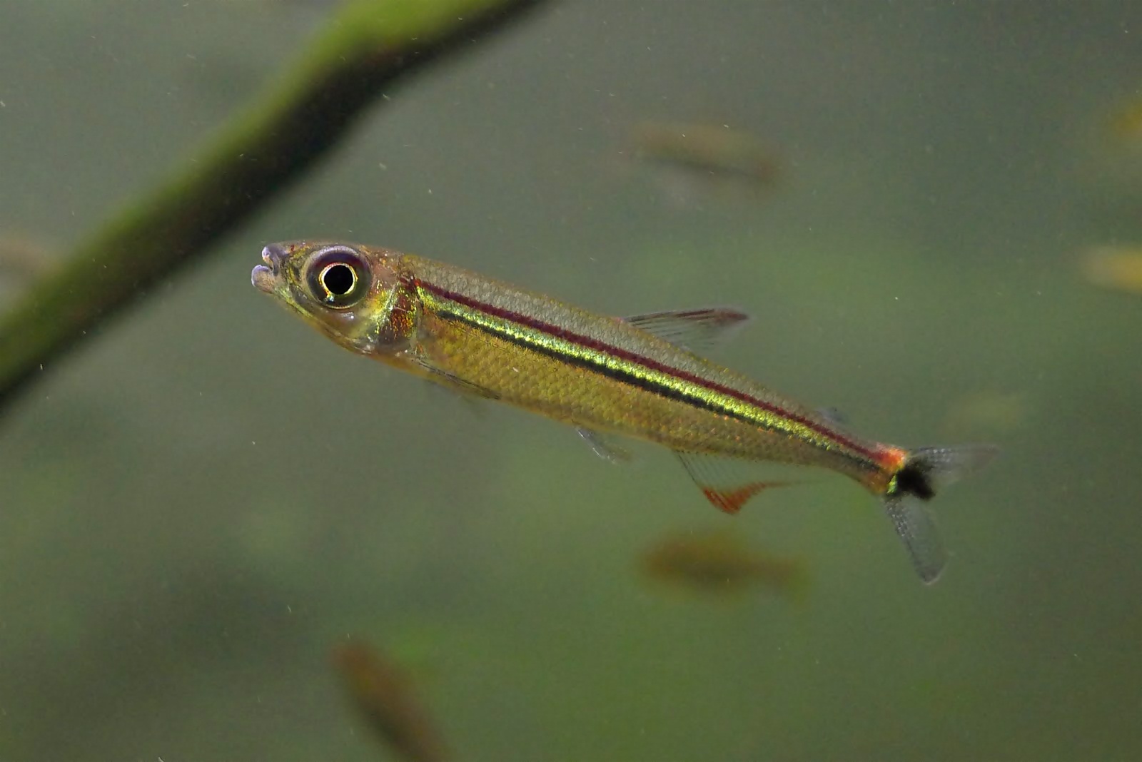 彩虹蜻蜓灯 （Iguanodectes geisleri from Venezuela）灯鱼饲养资料，图片