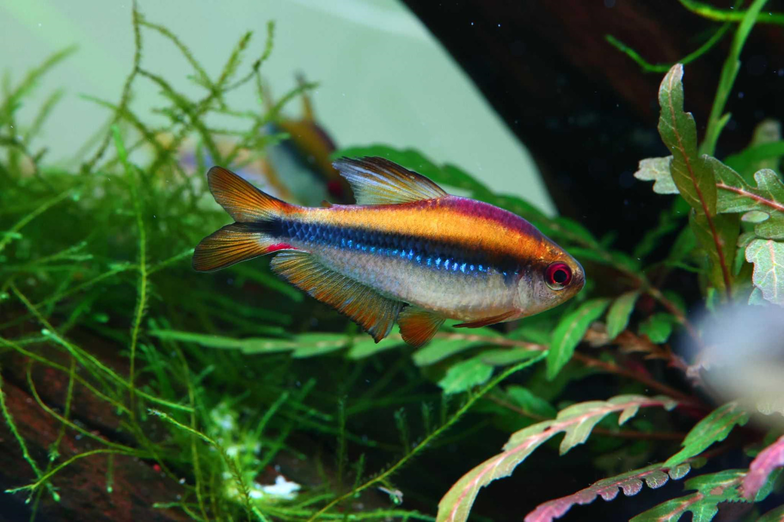 彩虹魔鬼灯 （Hyphessobrycon sp. “red eyes notidanos”）灯鱼饲养资料，图片