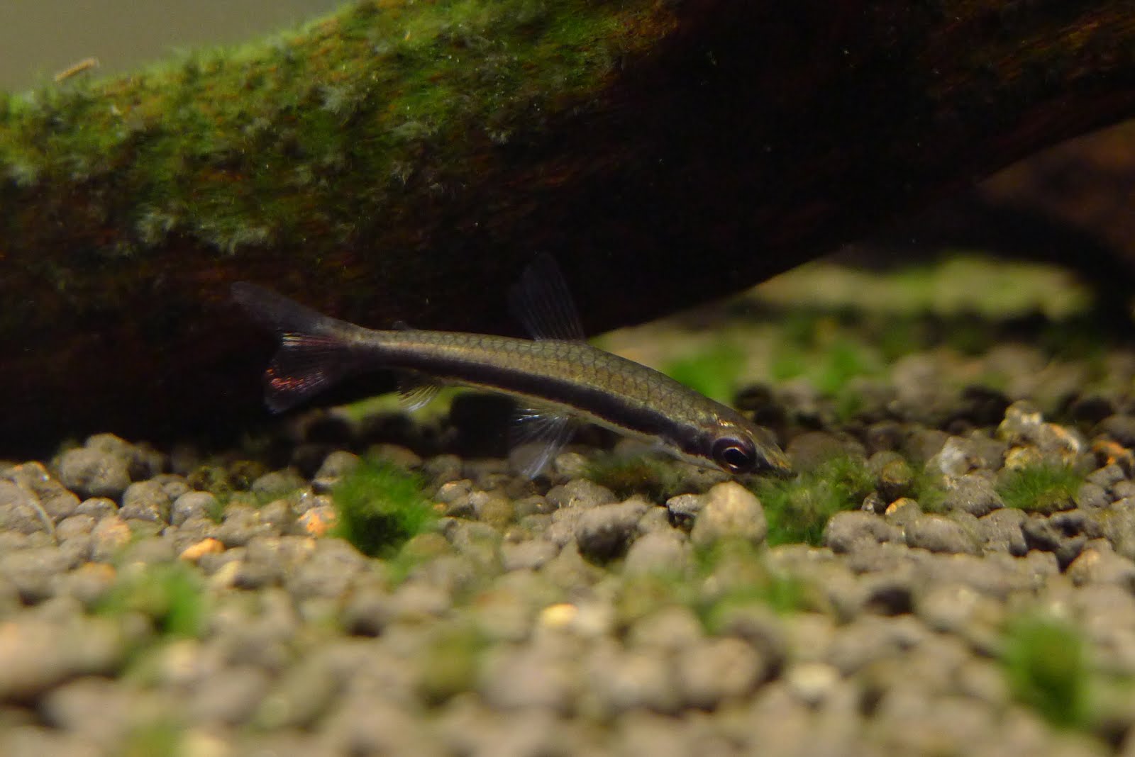 一线铅笔灯 （Nannostomus unifasciatus “Rio orinoco”）灯鱼饲养资料，图片