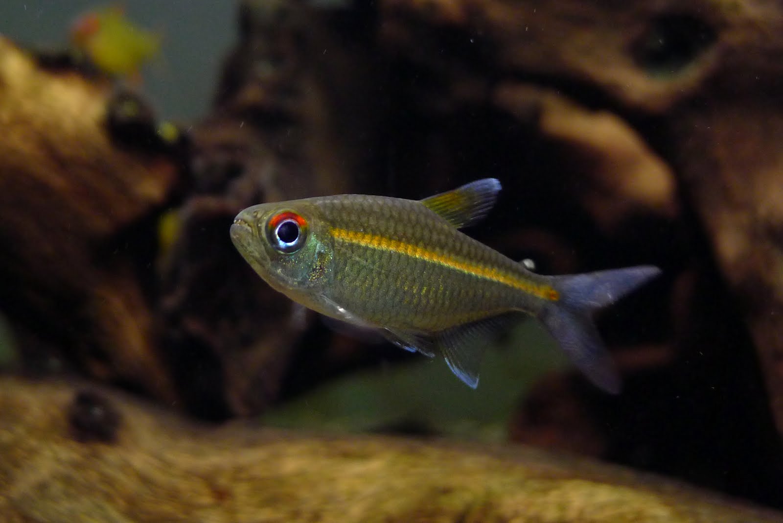 阿莲卡橙线霓虹 （Hemigrammus sp. “orange line” from Alenquer “Lago inanu”）灯鱼饲养资料，图片