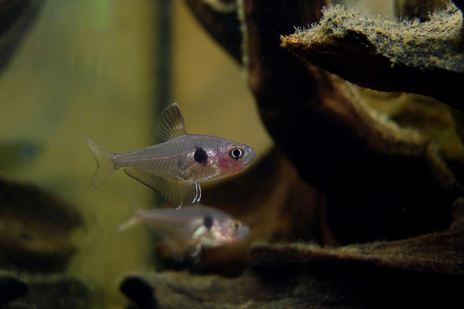 玻璃梦幻旗 （Hyphessobrycon sweglesi var.）灯鱼饲养资料，图片