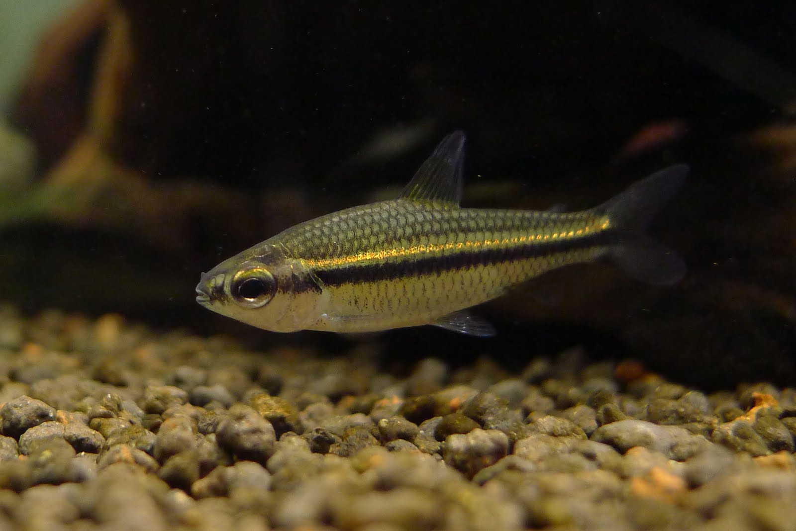 金线短笔灯 （Nannaethiops unitaeniatus）灯鱼饲养资料，图片