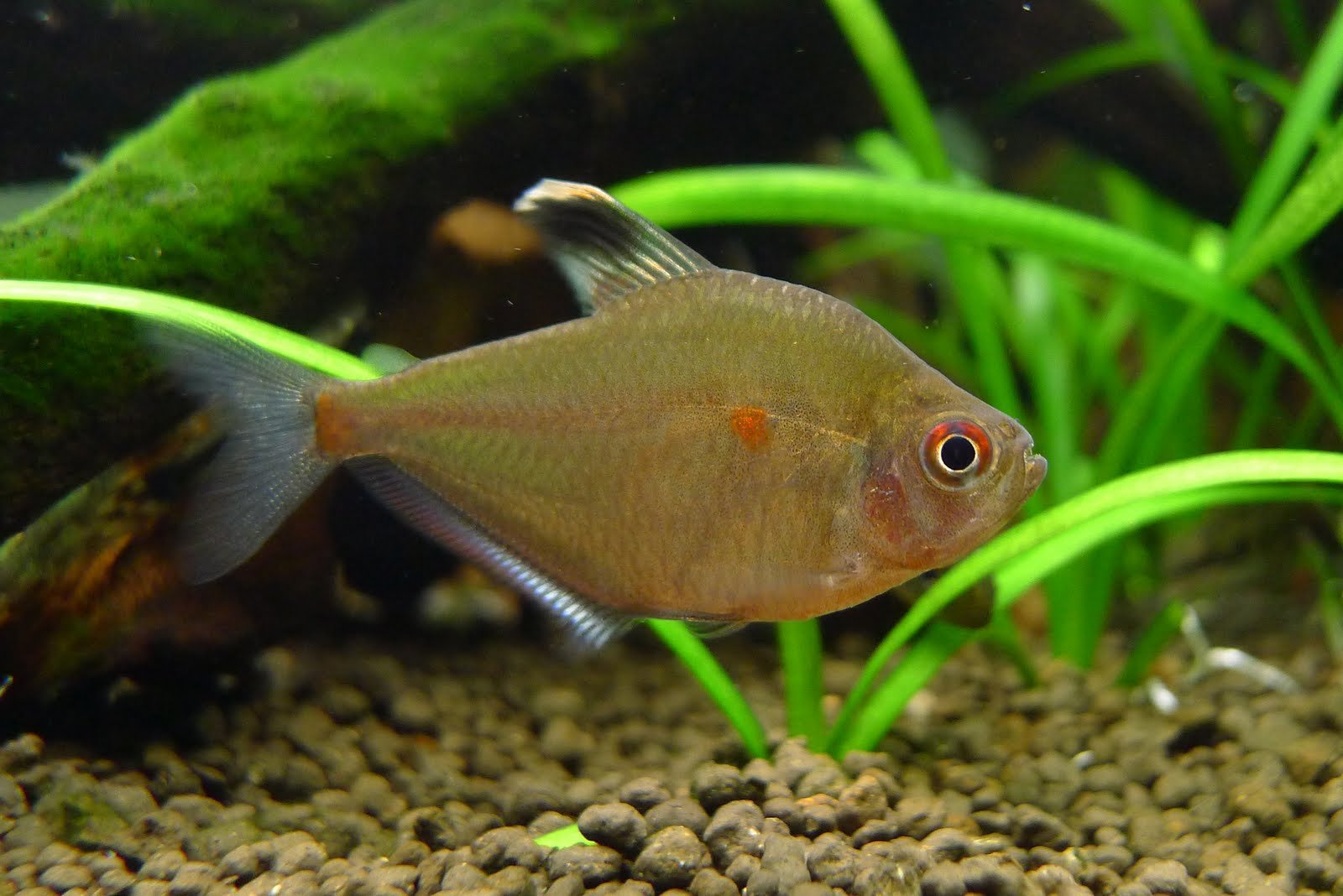 绿背小血心 （Hyphessobrycon socolofi “green back white dorsal white seam”）灯鱼饲养资料，图片