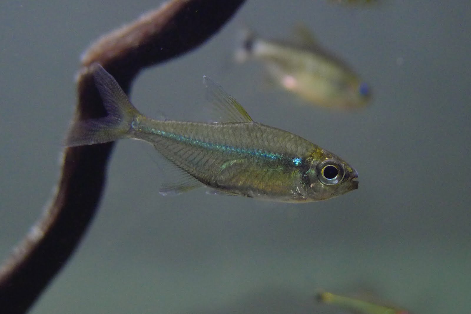 托坎廷斯产白玉翠绿灯 （Moenkhausia sp. from Rio Tocantins）灯鱼饲养资料，图片