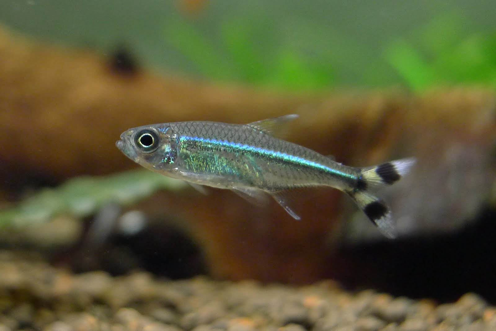 蓝琉璃燕尾灯 (Moenkhausia sp. “scissor tail neon green”)灯鱼饲养资料，图片