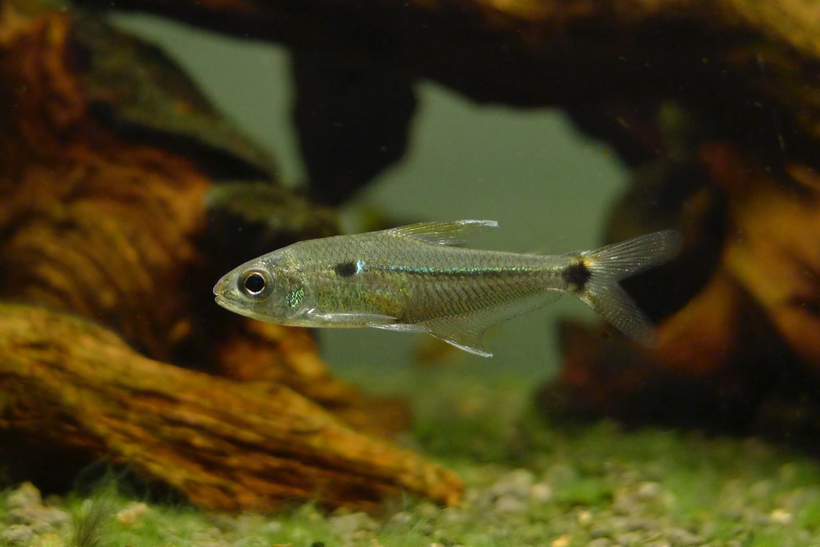 投肯廷斯金刚灯 （Phenacogaster sp. from Rio Tocantins）灯鱼饲养资料，图片