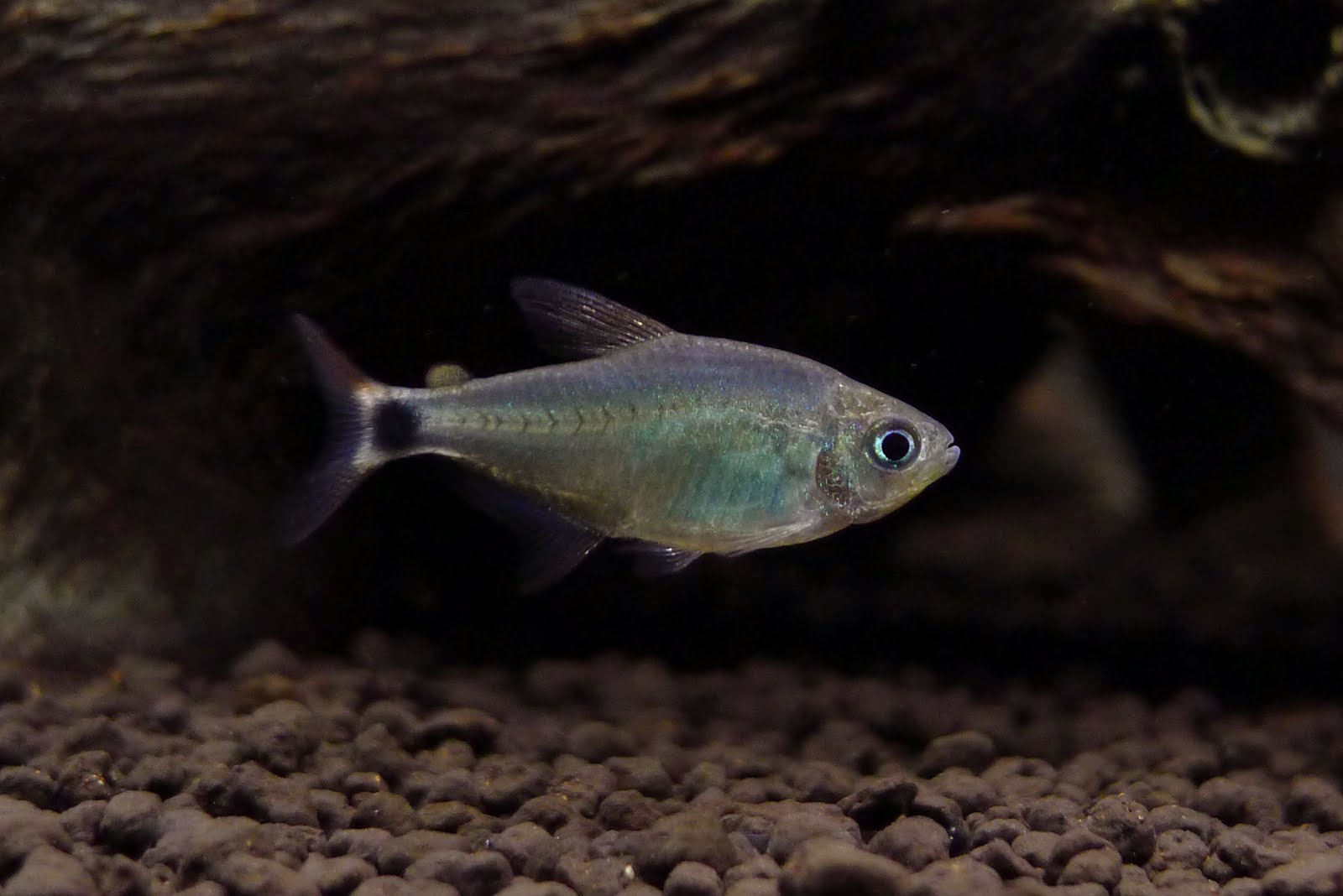 凯蒂灯 （Hyphessobrycon heliacus）灯鱼饲养资料，图片