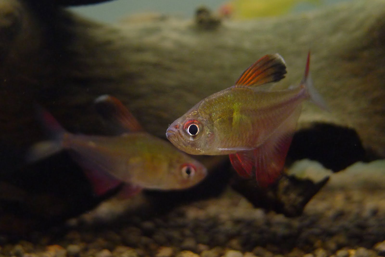 玻璃血心旗 （Hyphessobrycon paepkei / Hyphessobrycon sp. “El dorado”）灯鱼饲养资料，图片