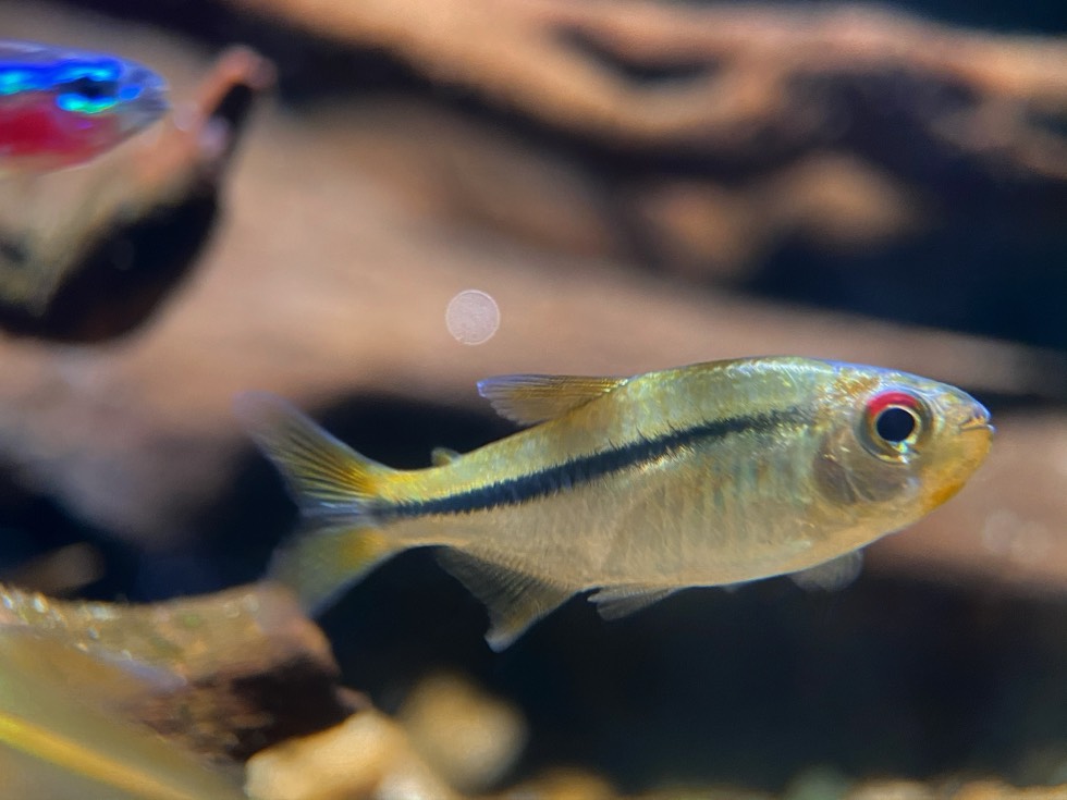 红眼天青魔鬼灯 （Hyphessobrycon cachimbensis）灯鱼饲养资料，图片