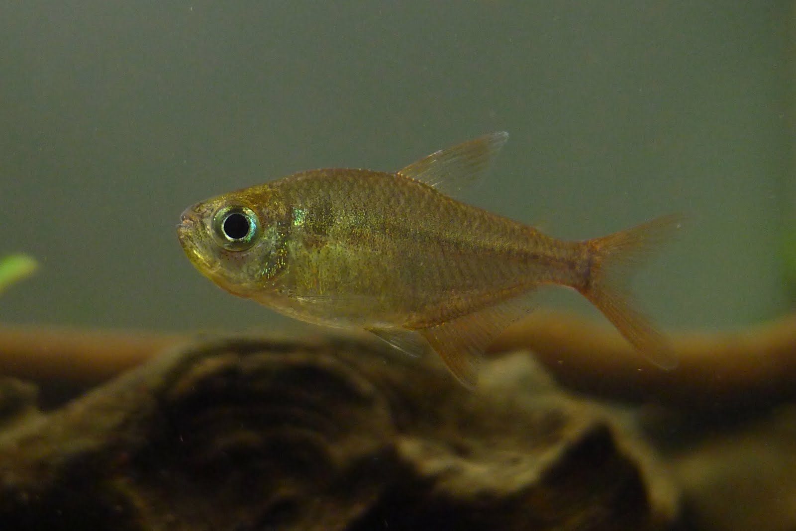 迷幻蓝眼灯 （Hyphessobrycon condotensis）灯鱼饲养资料，图片