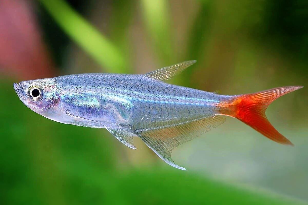 红尾玻璃鱼Prionobrama filigera饲养资料，图片
