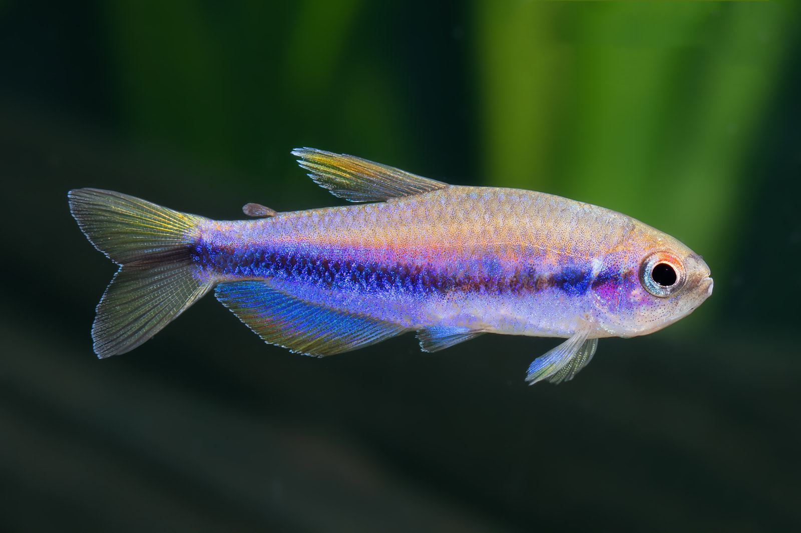 电光毒药灯 （Inpaichthys cf. kerri）灯鱼饲养资料，图片