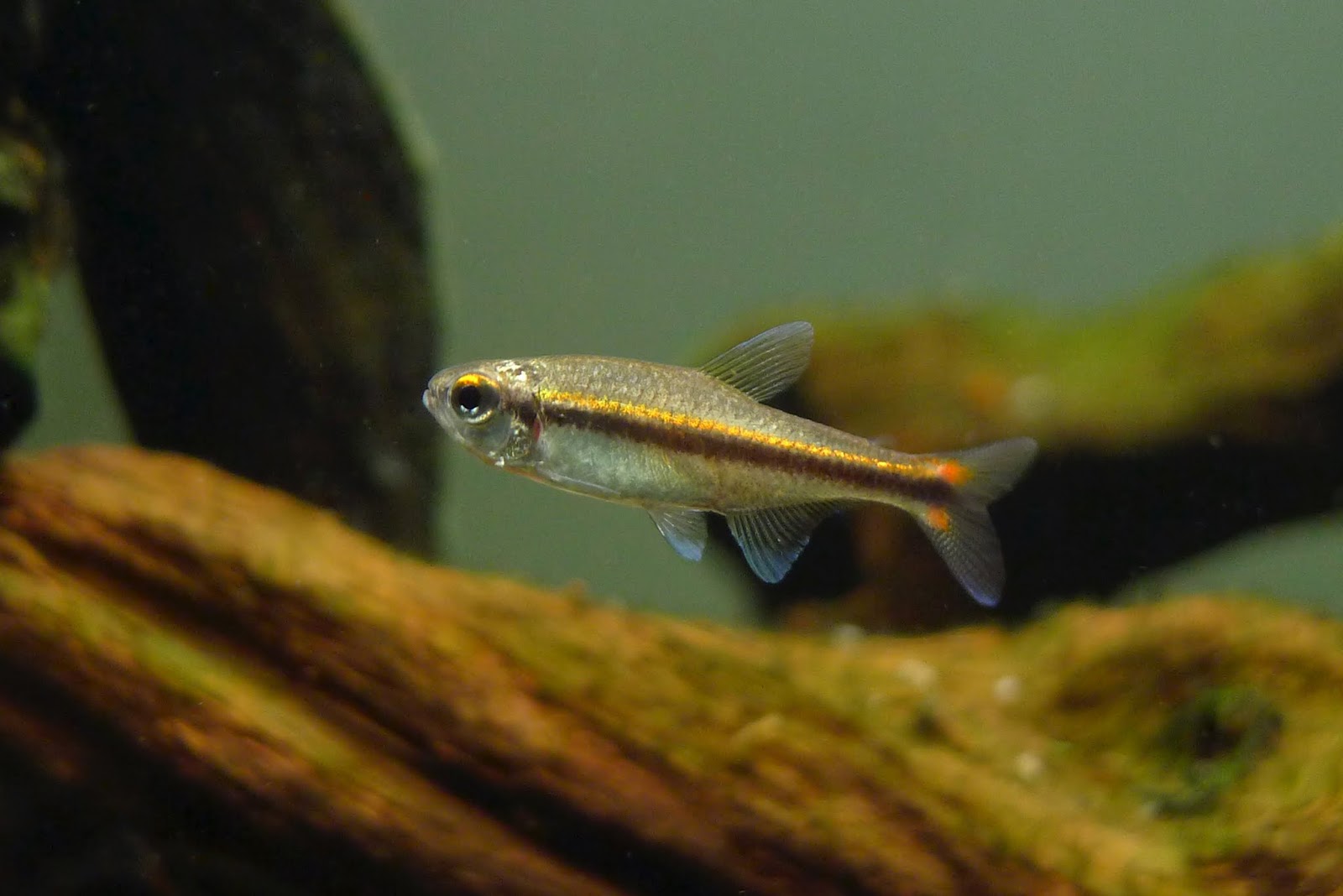 红眼巧克力霓虹 （Hyphessobrycon cf. vilmae from Rio Juruena）灯鱼饲养资料，图片