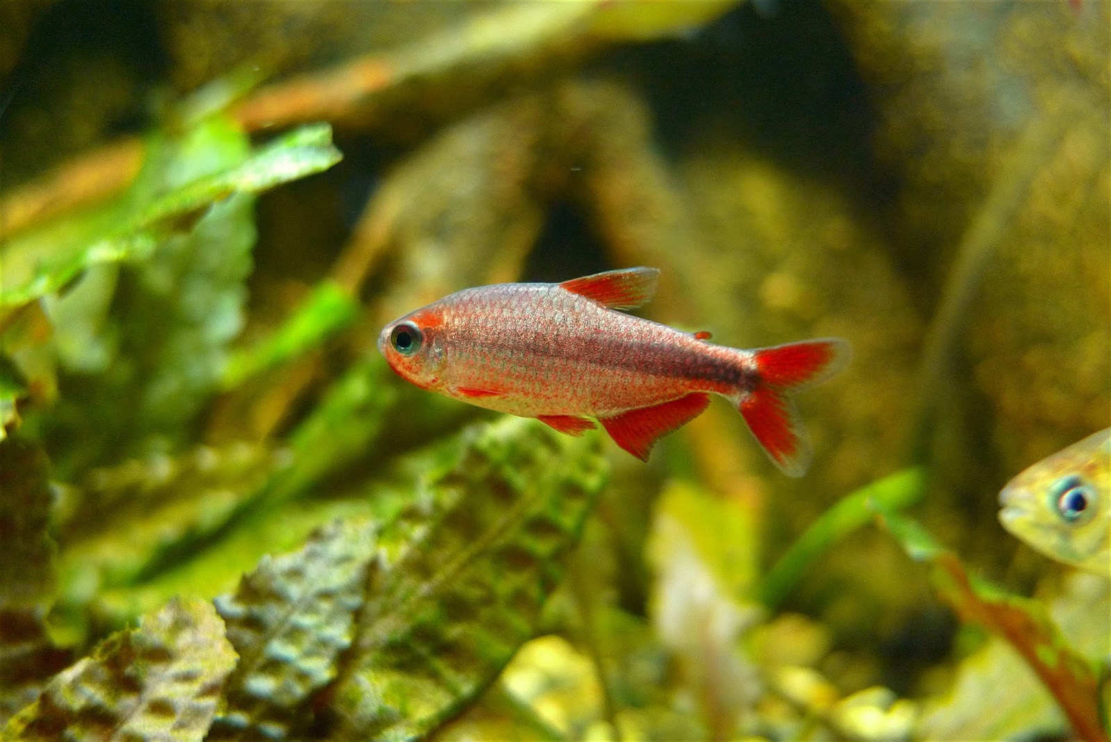 血红魔鬼灯 （Hyphessobrycon piranga）灯鱼饲养资料，图片