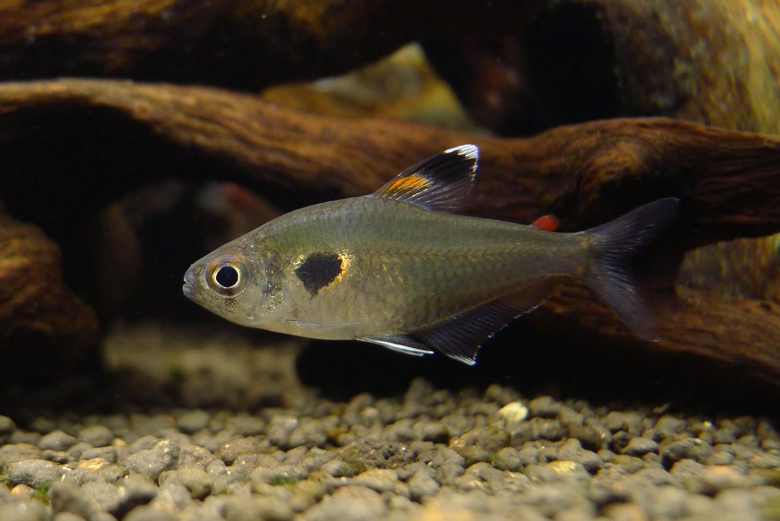 奥亚波基旗 （Hyphessobrycon sp. “Rio Oiapoque”）灯鱼饲养资料，图片