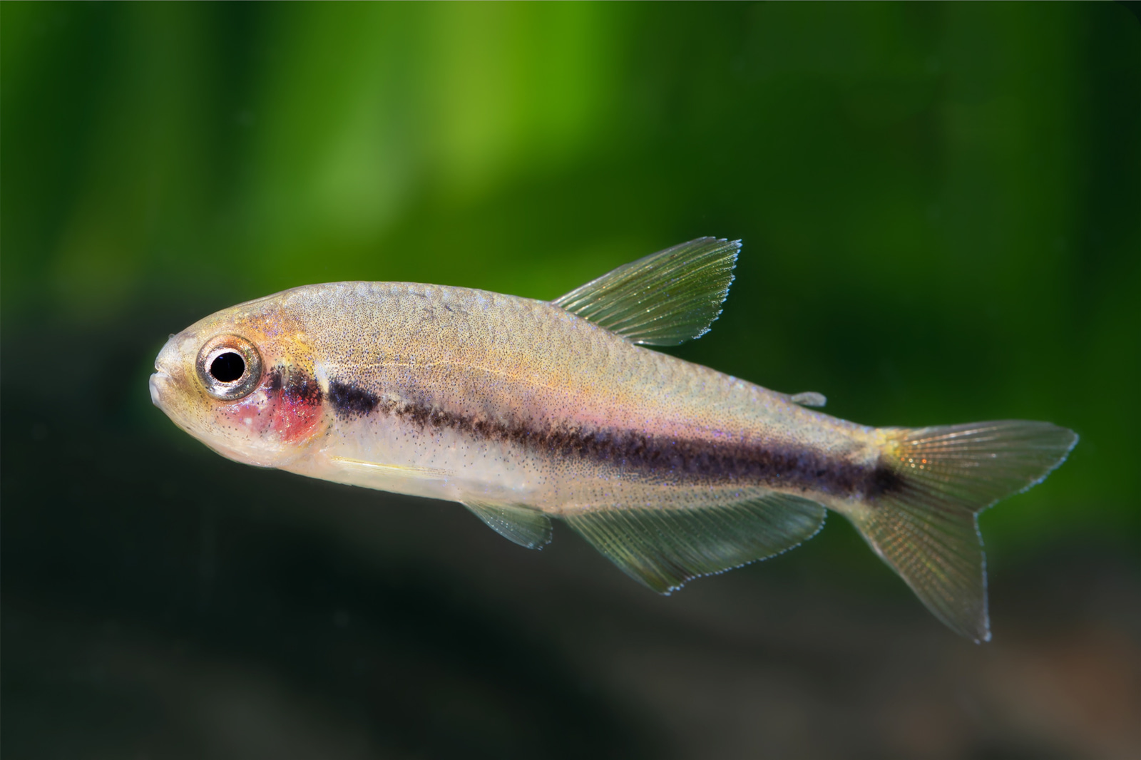 电光毒药灯 （Inpaichthys cf. kerri）灯鱼饲养资料，图片