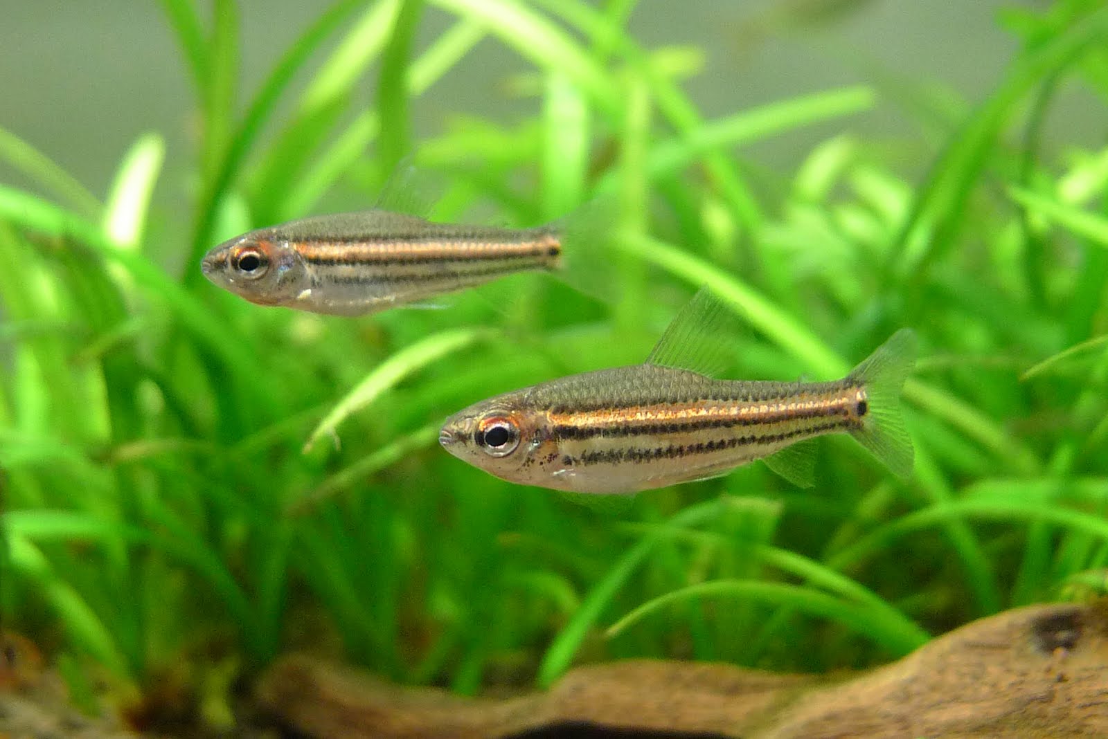 三线短笔灯 (Neolebias trilineatus)灯鱼饲养资料，图片