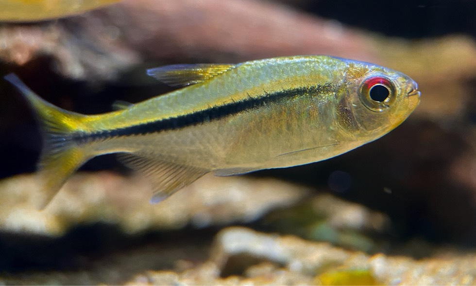 红眼天青魔鬼灯 （Hyphessobrycon cachimbensis）灯鱼饲养资料，图片