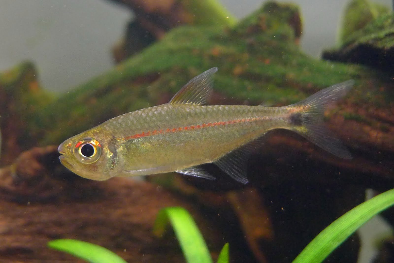 赤目赤线黑点尾灯 (Hemigrammus rubrostriatus)灯鱼饲养资料，图片