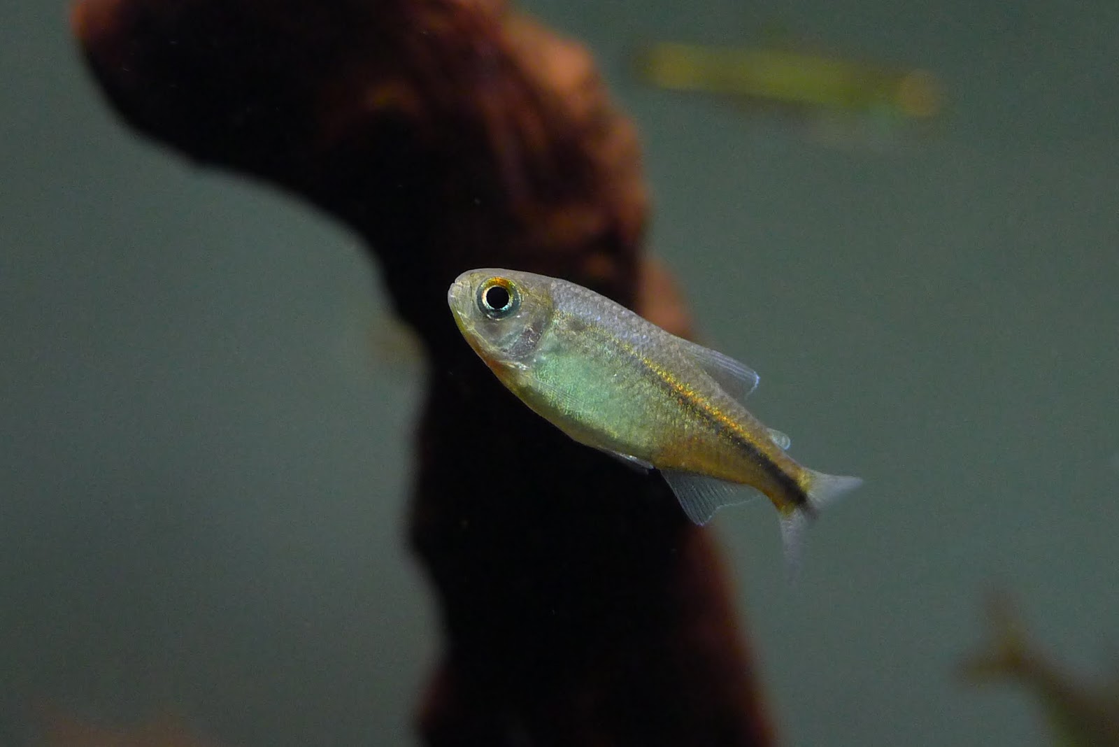 蓝带灯 （Hyphessobrycon sp. “blue ribbon”）灯鱼饲养资料，图片