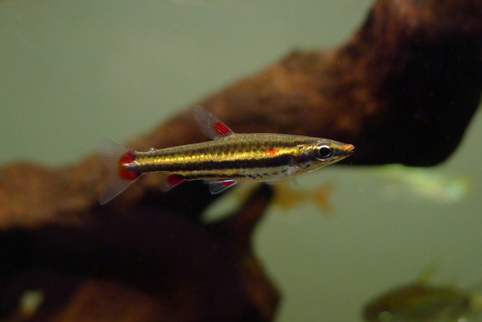 三线铅笔灯 （Nannostomus trifasciatus）灯鱼饲养资料，图片