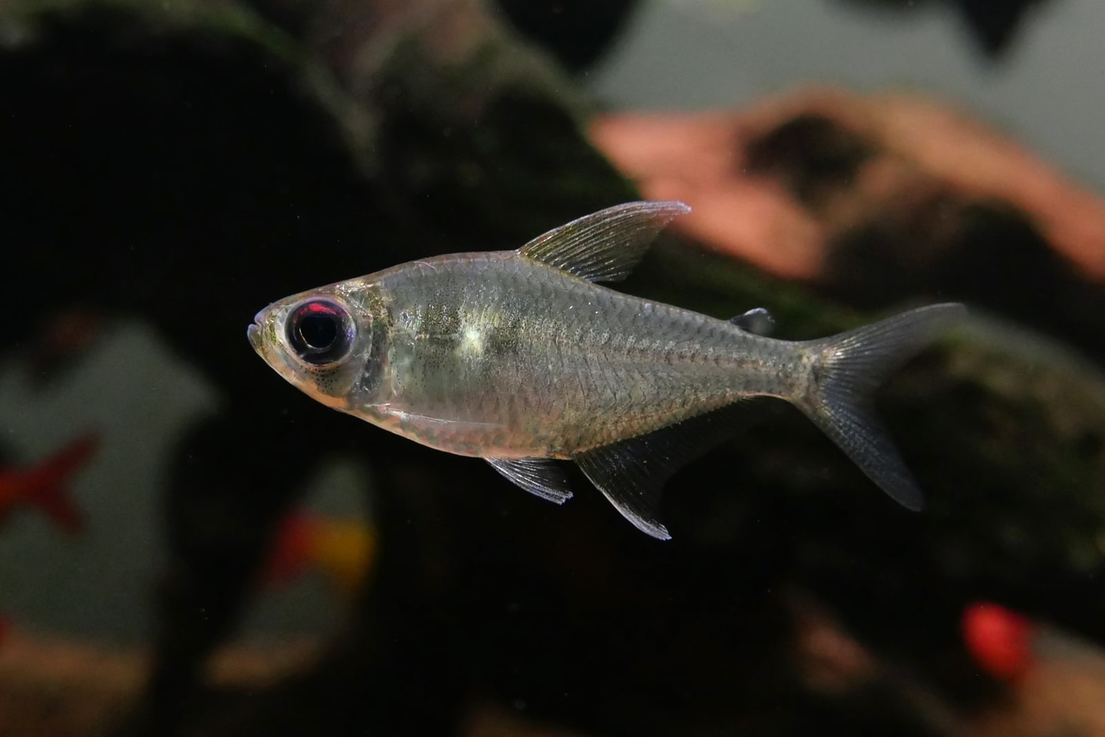 红目公主灯 (Characidae sp. “burning eye”)灯鱼饲养资料，图片