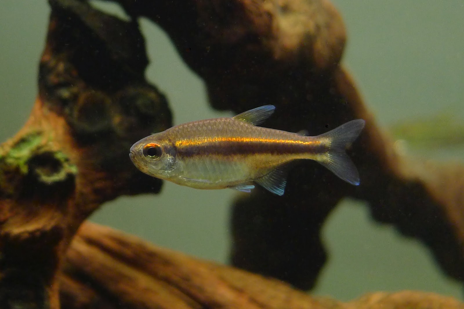 红眼巧克力霓虹 （Hyphessobrycon cf. vilmae from Rio Juruena）灯鱼饲养资料，图片