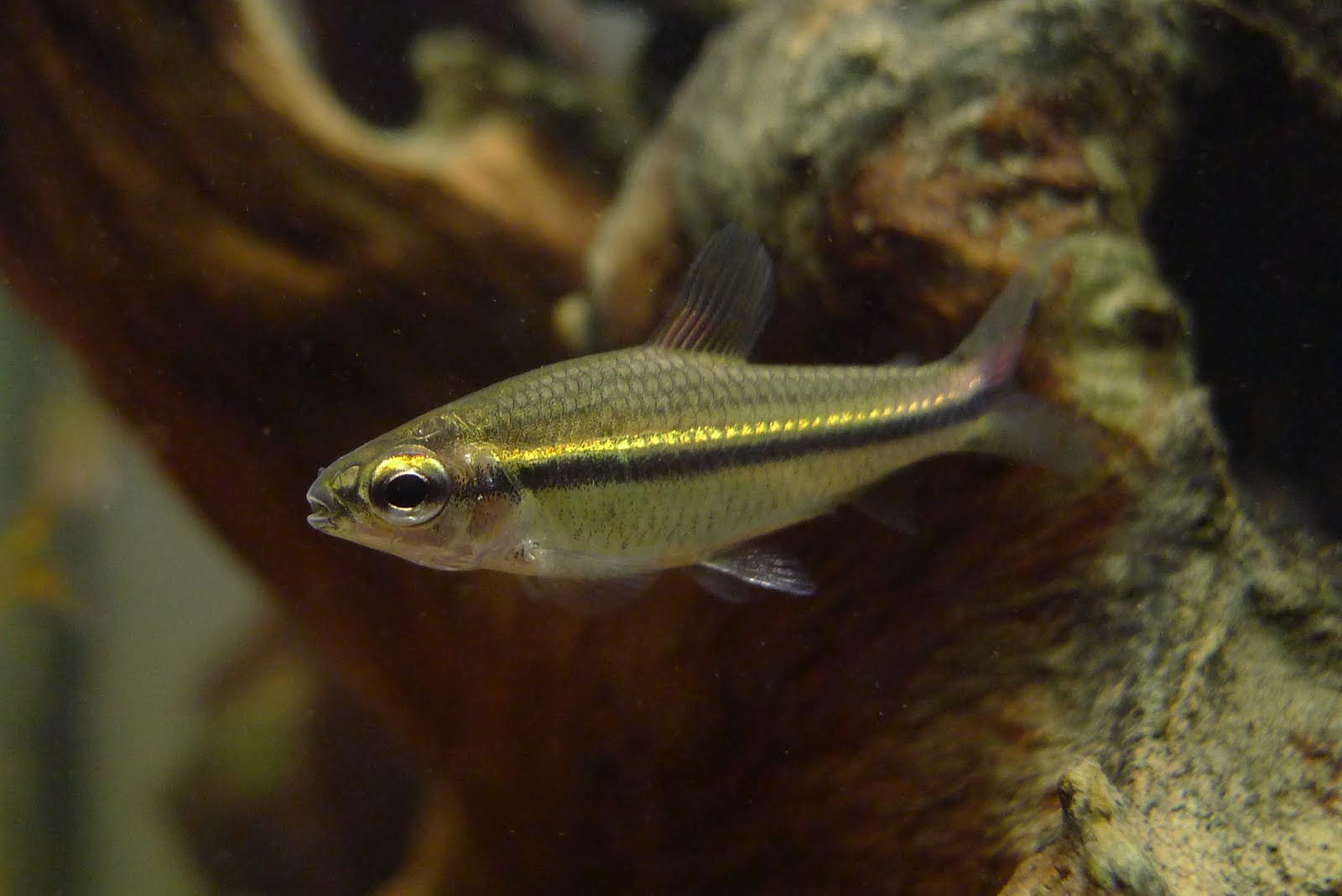 金线短笔灯 （Nannaethiops unitaeniatus）灯鱼饲养资料，图片