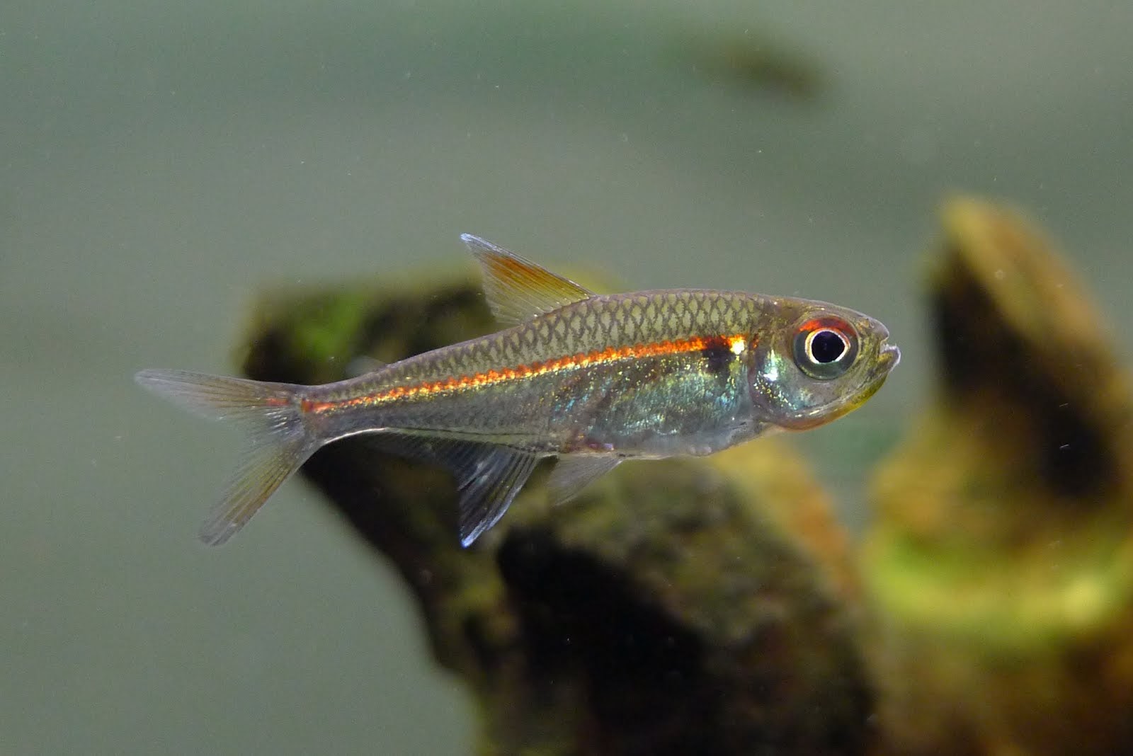 赤目赤线灯 （Hyphessobrycon sp. “red line ‘Rio Negro'”）灯鱼饲养资料，图片