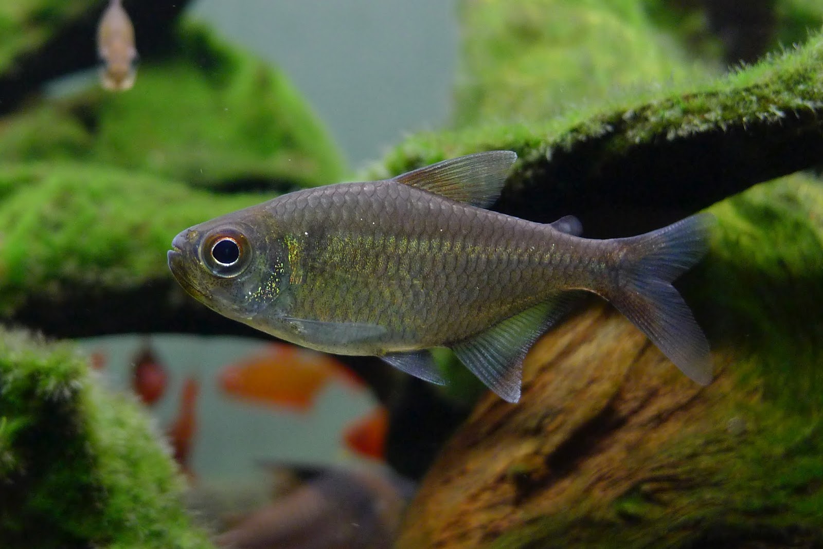 暗月可卡灯 （Moenkhausia sp.）灯鱼饲养资料，图片